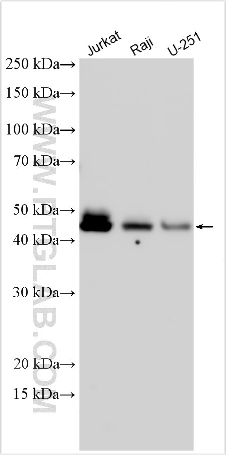 Western Blot (WB) analysis of various lysates using SNX16 Polyclonal antibody (13492-1-AP)