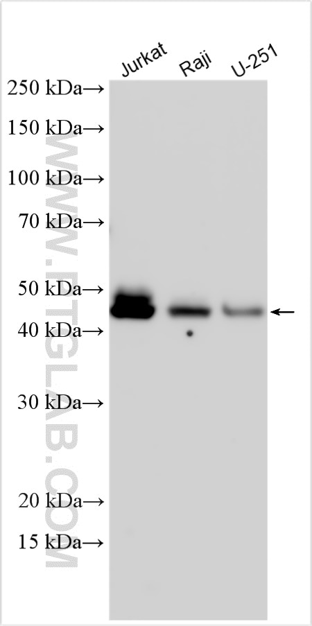 WB analysis using 13492-1-AP