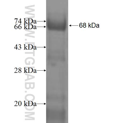 SNX16 fusion protein Ag4315 SDS-PAGE