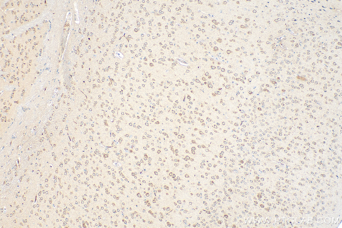 Immunohistochemical analysis of paraffin-embedded mouse brain tissue slide using 68256-1-Ig (SNX17 antibody) at dilution of 1:2000 (under 10x lens). Heat mediated antigen retrieval with Tris-EDTA buffer (pH 9.0). Immunohistochemistry (IHC) staining of mouse brain tissue using SNX17 Monoclonal antibody (68256-1-Ig)