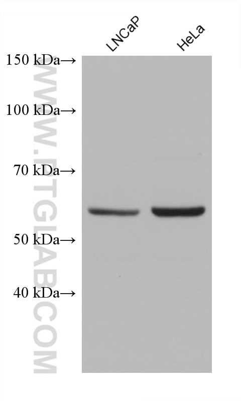 Western Blot (WB) analysis of various lysates using SNX17 Monoclonal antibody (68256-1-Ig)