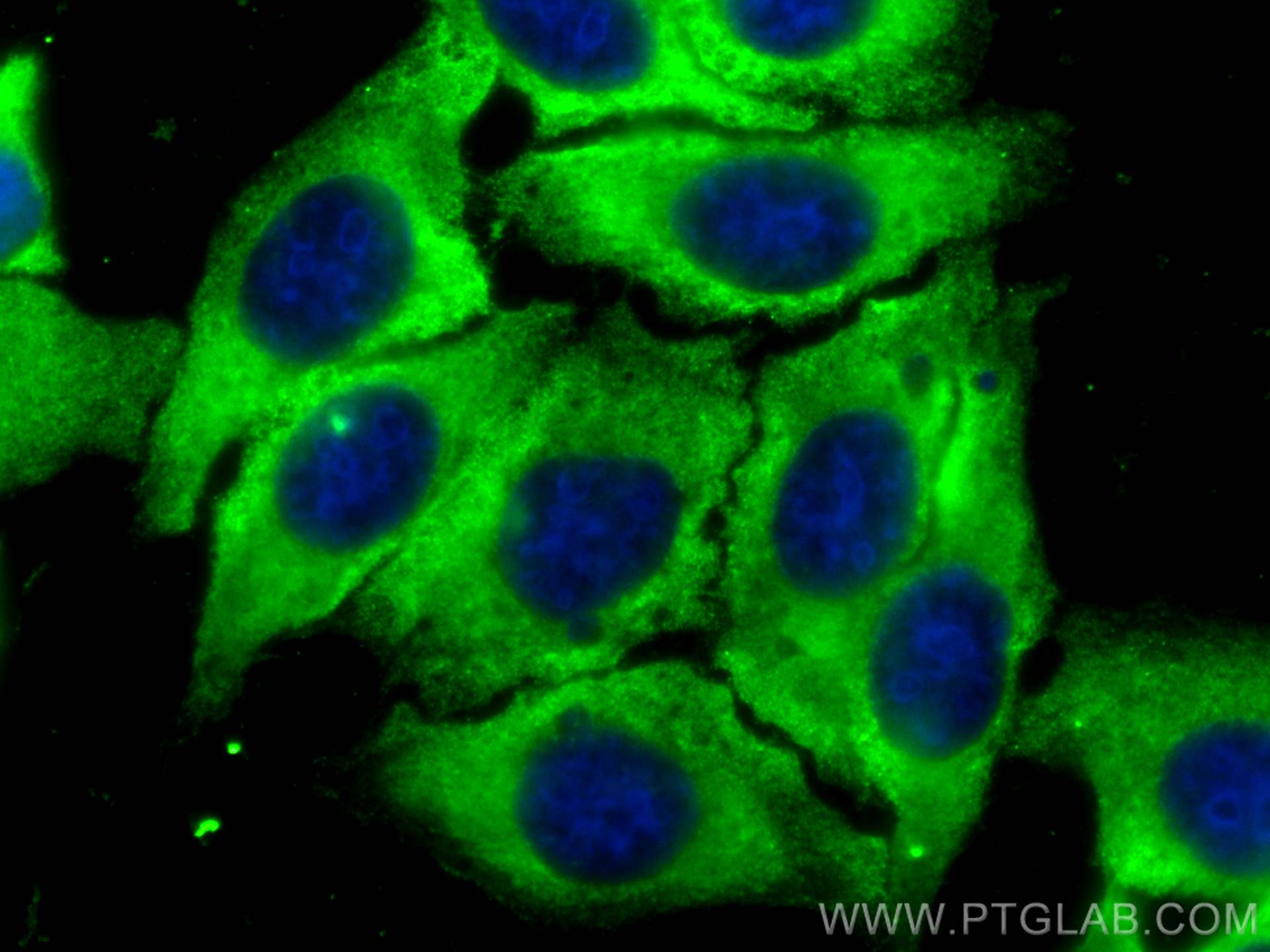 Immunofluorescence (IF) / fluorescent staining of HepG2 cells using CoraLite® Plus 488-conjugated SNX17 Monoclonal ant (CL488-68256)