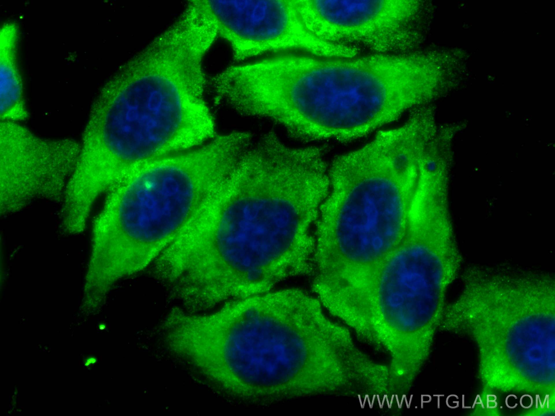 IF Staining of HepG2 using CL488-68256