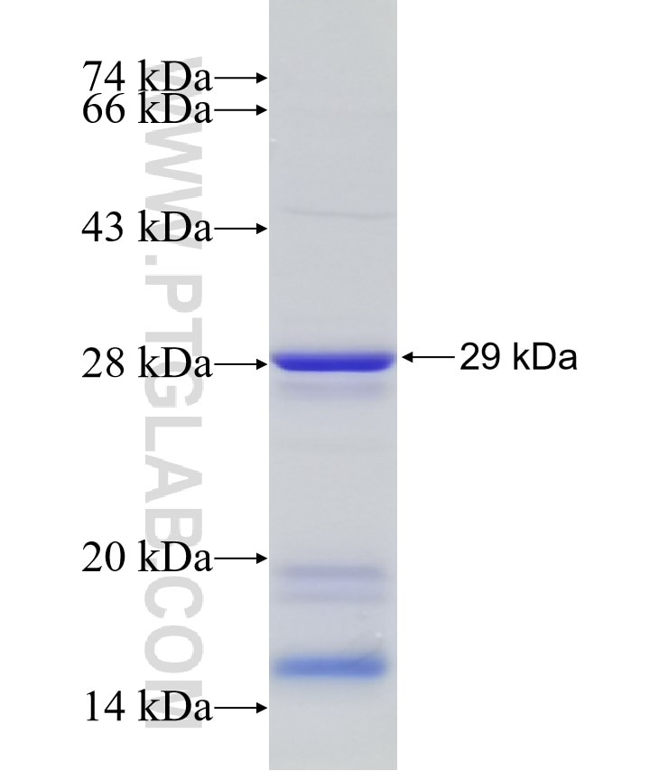 SNX17 fusion protein Ag32624 SDS-PAGE