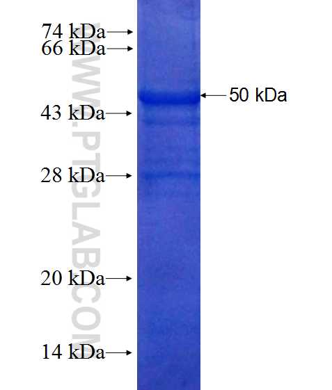 SNX17 fusion protein Ag0355 SDS-PAGE