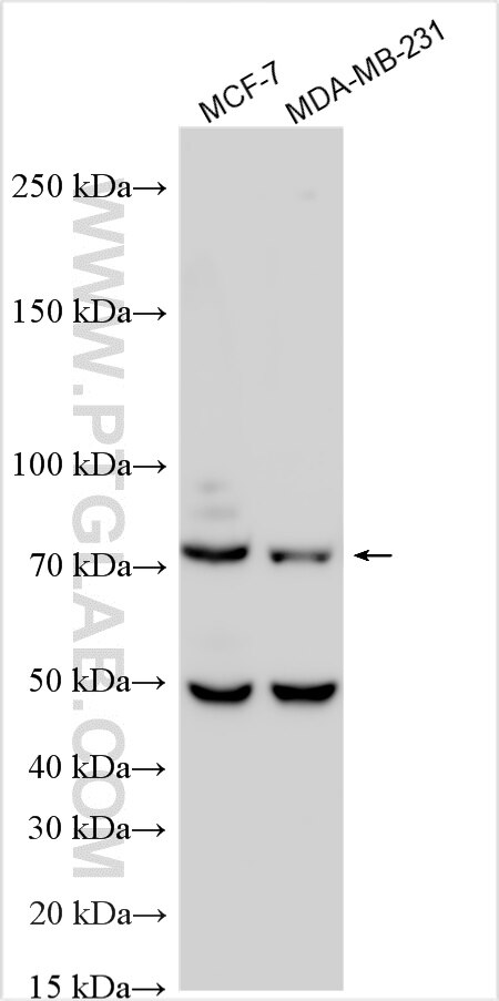 WB analysis using 21946-1-AP Western Blot (WB) analysis of various lysates using SNX18 Polyclonal antibody (21946-1-AP)