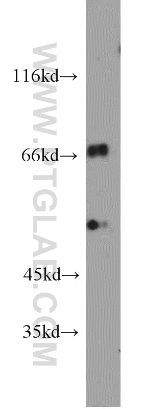 Western Blot (WB) analysis of L02 cells using SNX18 Polyclonal antibody (21946-1-AP)