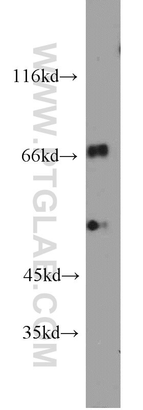 Western Blot (WB) analysis of L02 cells using SNX18 Polyclonal antibody (21946-1-AP)