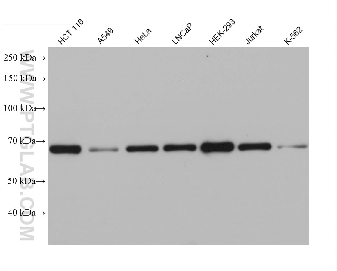 Western Blot (WB) analysis of various lysates using SNX18 Monoclonal antibody (68305-1-Ig)