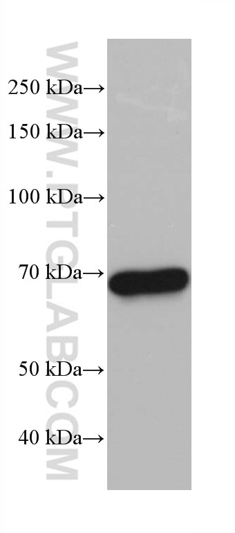 Western Blot (WB) analysis of NIH/3T3 cells using SNX18 Monoclonal antibody (68305-1-Ig)
