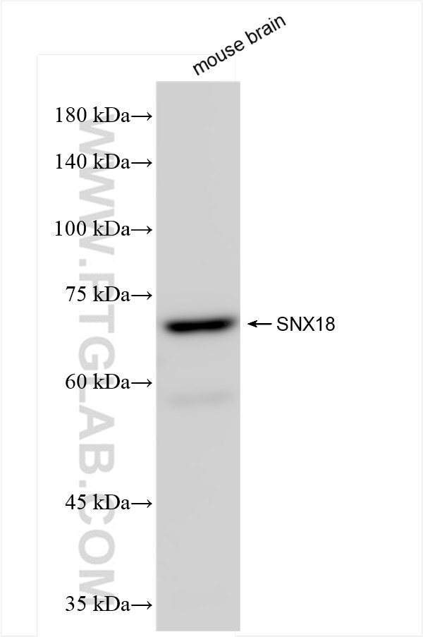 Western Blot (WB) analysis of mouse brain tissue using SNX18 Recombinant antibody (84215-4-RR)