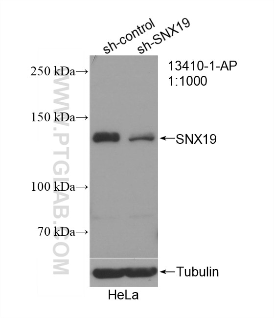 Western Blot (WB) analysis of HeLa cells using SNX19 Polyclonal antibody (13410-1-AP)
