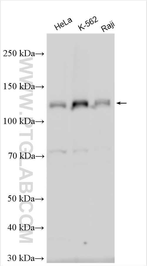 Western Blot (WB) analysis of various lysates using SNX19 Polyclonal antibody (13410-1-AP)