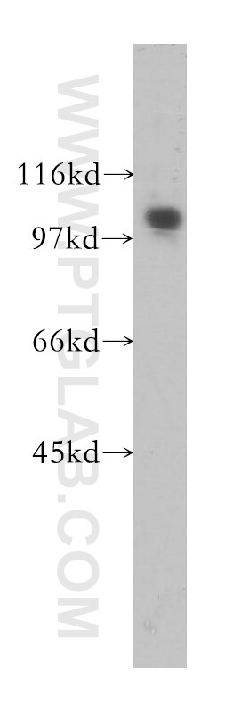 Western Blot (WB) analysis of Raji cells using SNX19 Polyclonal antibody (13410-1-AP)