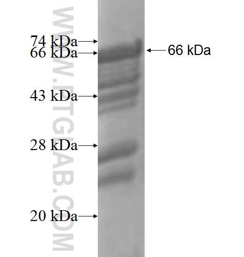 SNX19 fusion protein Ag4059 SDS-PAGE
