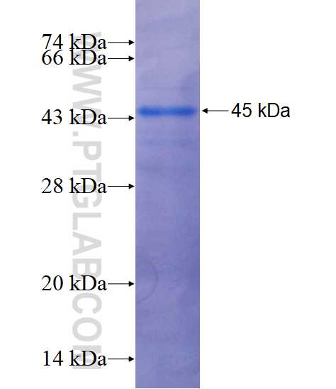 SNX20 fusion protein Ag3847 SDS-PAGE