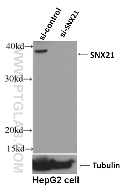 Western Blot (WB) analysis of HepG2 cells using SNX21 Polyclonal antibody (22193-1-AP)