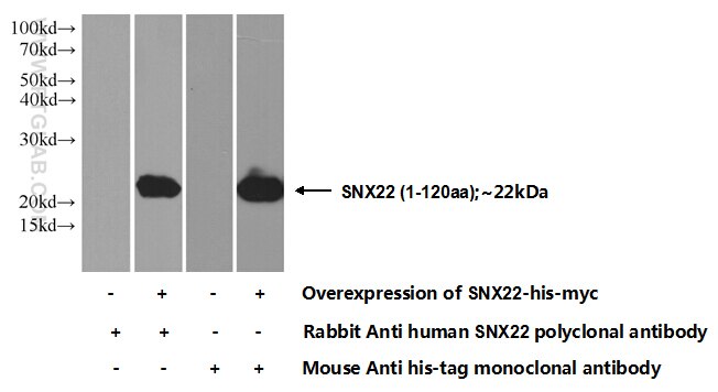 SNX22