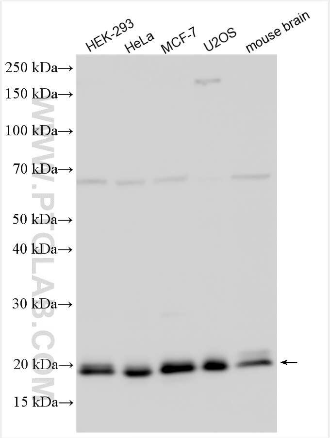 Western Blot (WB) analysis of various lysates using SNX24 Polyclonal antibody (16799-1-AP)