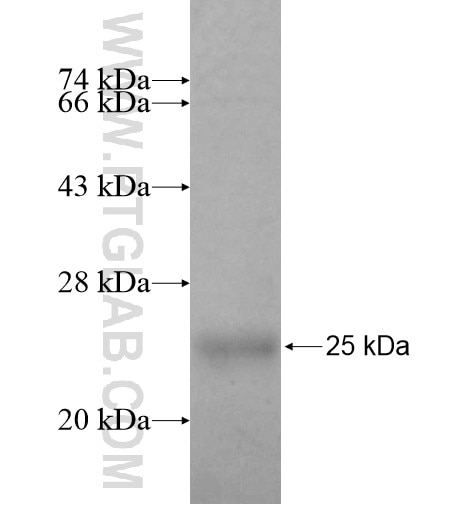 SNX24 fusion protein Ag10256 SDS-PAGE