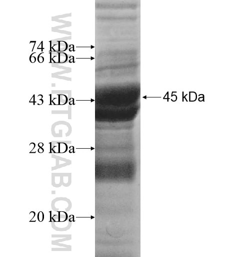 SNX24 fusion protein Ag10278 SDS-PAGE