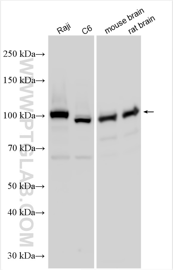 Western Blot (WB) analysis of various lysates using SNX25 Polyclonal antibody (13294-1-AP)