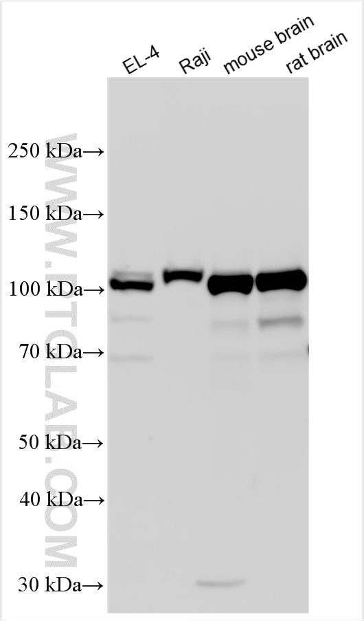 Western Blot (WB) analysis of various lysates using SNX25 Polyclonal antibody (13294-1-AP)