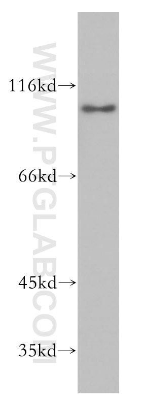 Western Blot (WB) analysis of mouse thymus tissue using SNX25 Polyclonal antibody (13294-1-AP)