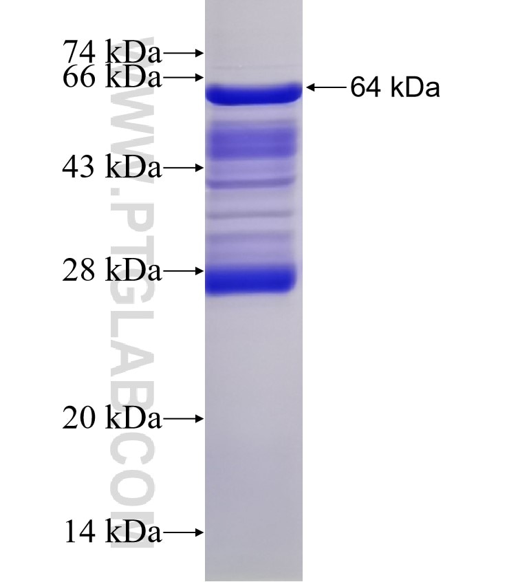 SNX25 fusion protein Ag3995 SDS-PAGE