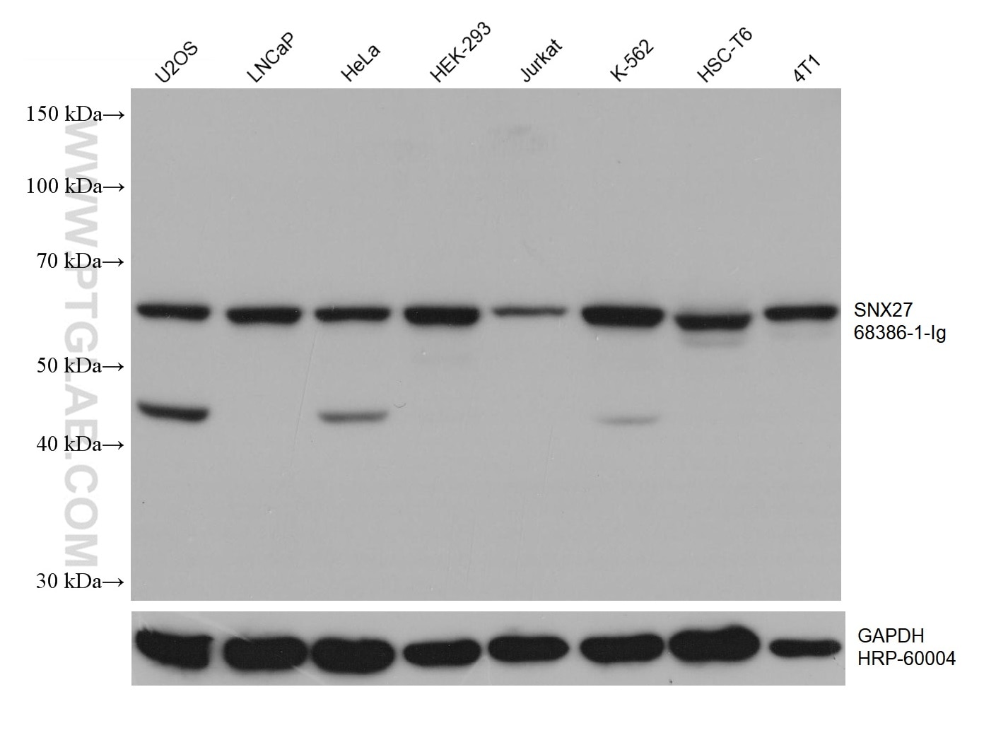 Western Blot (WB) analysis of various lysates using SNX27 Monoclonal antibody (68386-1-Ig)