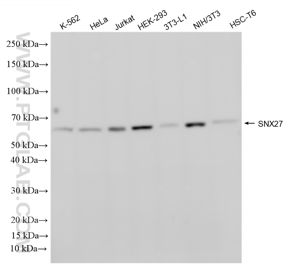 Western Blot (WB) analysis of various lysates using SNX27 Recombinant monoclonal antibody (87039-1-RR)