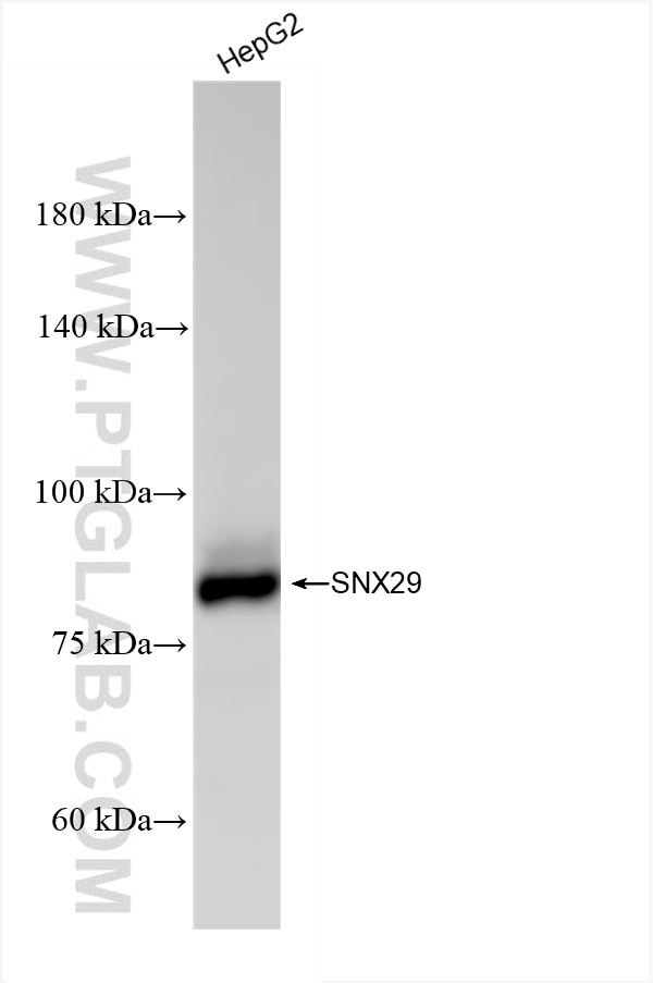 Western Blot (WB) analysis of HepG2 cells using SNX29 Recombinant monoclonal antibody (86446-1-RR)