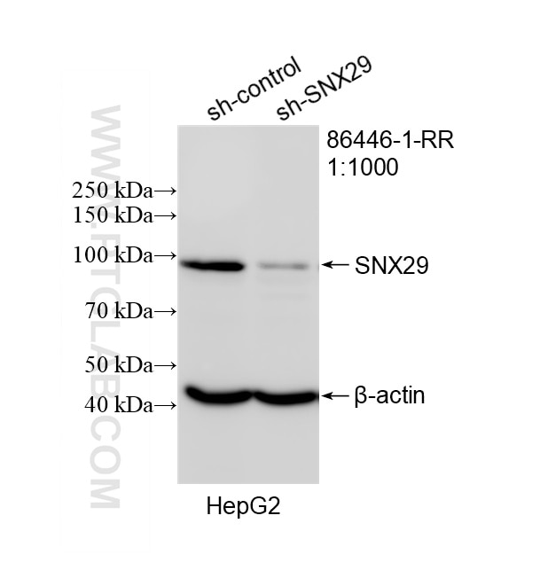 Western Blot (WB) analysis of HepG2 cells using SNX29 Recombinant monoclonal antibody (86446-1-RR)