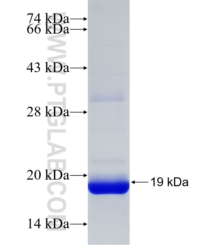 SNX29 fusion protein Ag32567 SDS-PAGE