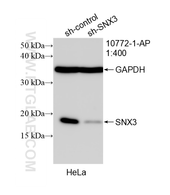 Western Blot (WB) analysis of HeLa cells using SNX3 Polyclonal antibody (10772-1-AP)