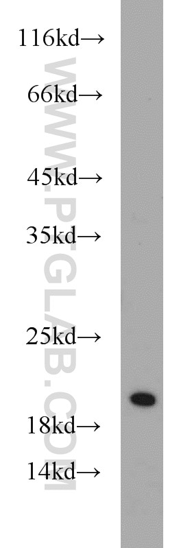 Western Blot (WB) analysis of HeLa cells using SNX3 Polyclonal antibody (10772-1-AP)