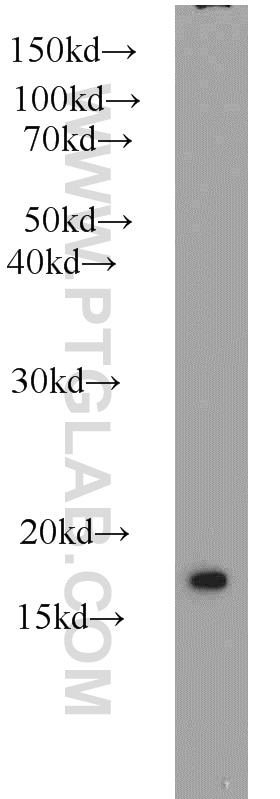Western Blot (WB) analysis of COLO 320 cells using SNX3 Polyclonal antibody (10772-1-AP)