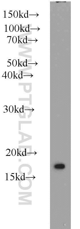 Western Blot (WB) analysis of COLO 320 cells using SNX3 Polyclonal antibody (10772-1-AP)