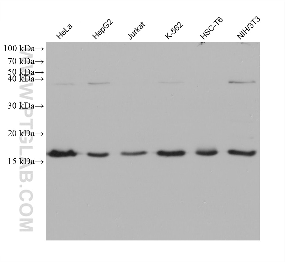 Western Blot (WB) analysis of various lysates using SNX3 Monoclonal antibody (68292-1-Ig)