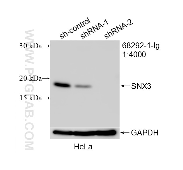 WB result of SNX3 antibody (68292-1-Ig; 1:4000; incubated at room temperature for 1.5 hours) with sh-Control and sh-SNX3 transfected HeLa cells. Western Blot (WB) analysis of HeLa cells using SNX3 Monoclonal antibody (68292-1-Ig)