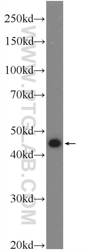 Western Blot (WB) analysis of HeLa cells using SNX32 Polyclonal antibody (25763-1-AP)