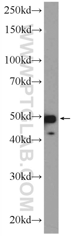 Western Blot (WB) analysis of HepG2 cells using SNX32 Polyclonal antibody (25763-1-AP)
