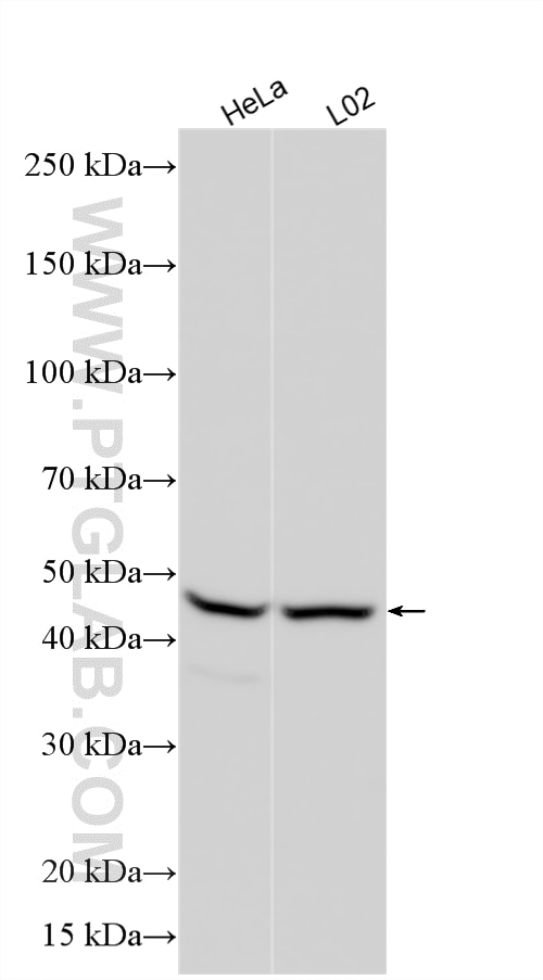 Various lysates were subjected to SDS PAGE followed by western blot with 25763-1-AP (SNX32 antibody) at dilution of 1:3000 incubated at room temperature for 1.5 hours. Western Blot (WB) analysis of various lysates using SNX32 Polyclonal antibody (25763-1-AP)