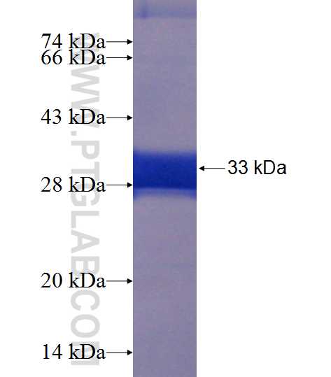 SNX32 fusion protein Ag22653 SDS-PAGE