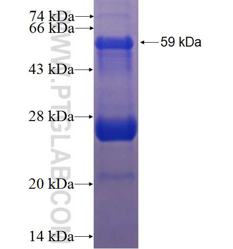 SNX4 fusion protein Ag2058 SDS-PAGE