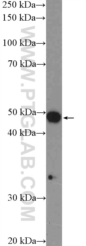 Western Blot (WB) analysis of Neuro-2a cells using SNX5 Polyclonal antibody (17918-1-AP)