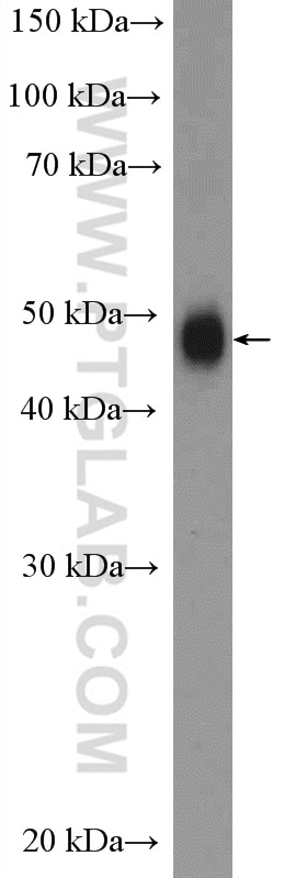 Western Blot (WB) analysis of mouse kidney tissue using SNX5 Polyclonal antibody (17918-1-AP)