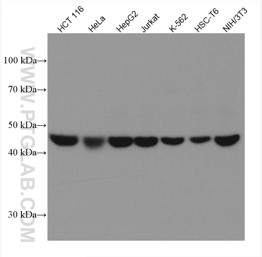 Western Blot (WB) analysis of various lysates using SNX5 Monoclonal antibody (67665-1-Ig)