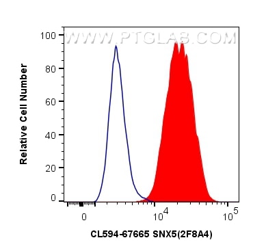 Flow cytometry (FC) experiment of HeLa cells using CoraLite®594-conjugated SNX5 Monoclonal antibody (CL594-67665)