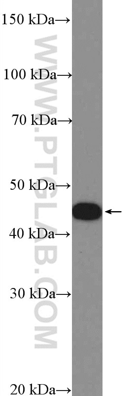 Western Blot (WB) analysis of HepG2 cells using SNX6 Polyclonal antibody (10114-1-AP)